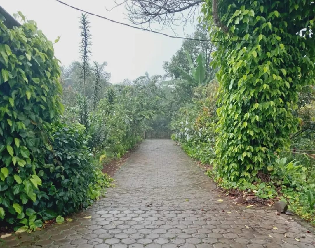 KEBUN KOLEKSI HERBAL: YPHN